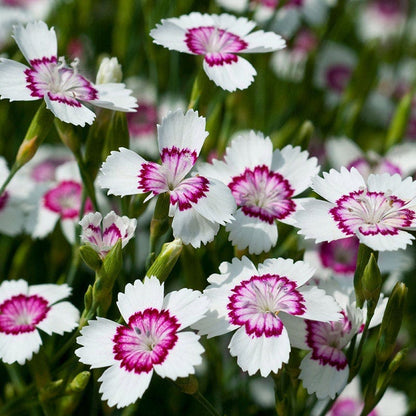 Arctic Fire Dianthus