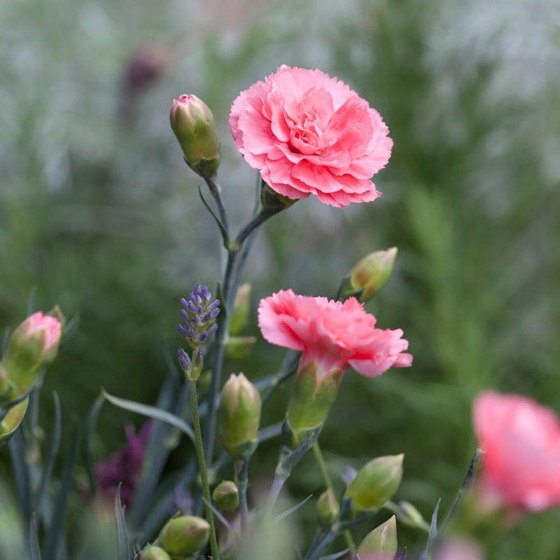 Scent First® Romance Dianthus