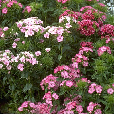 Sweet William Seeds