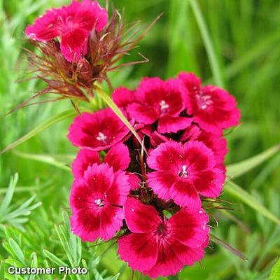 Sweet William Seeds