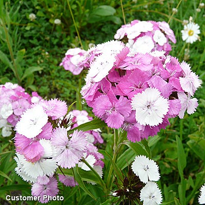 Sweet William Seeds