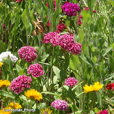 Sweet William Seeds, Dianthus barbatus