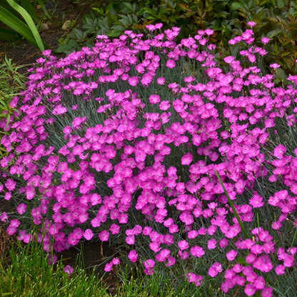 Firewitch Dianthus
