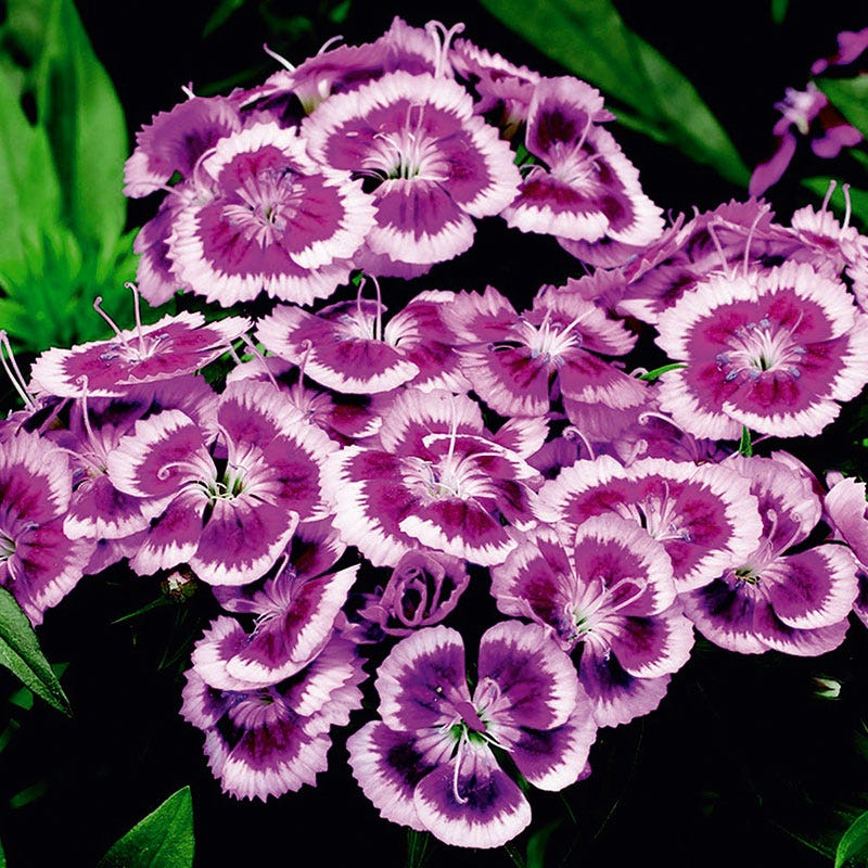Barbarini® Purple Picotee Dianthus