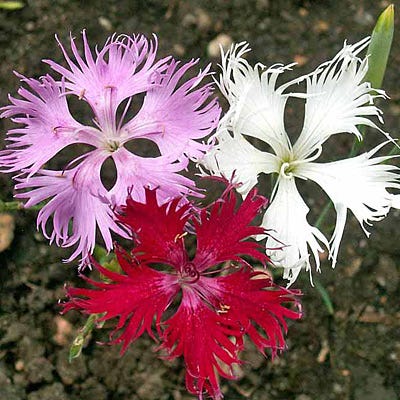 dianthus flower seed Fringed Pink Seeds, Dianthus superbus