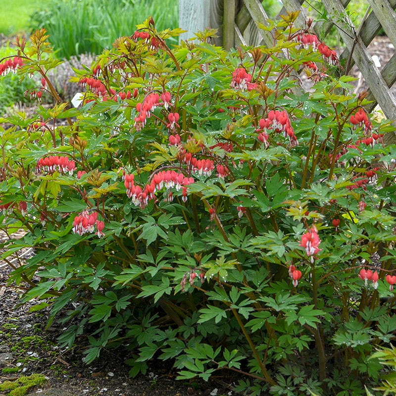 Valentine Bleeding Heart, Dicentra
