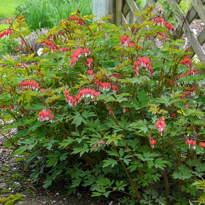 Valentine® Bleeding Heart