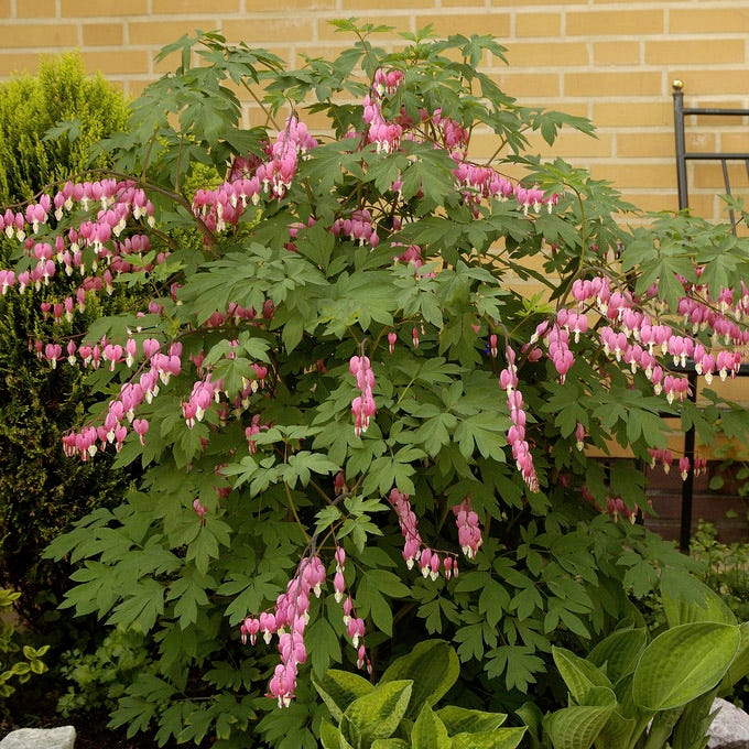 Pink Bleeding Heart