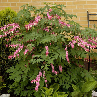 Pink Bleeding Heart