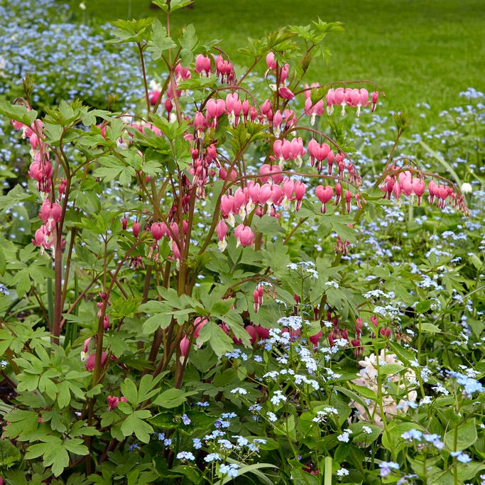 Pink Bleeding Heart