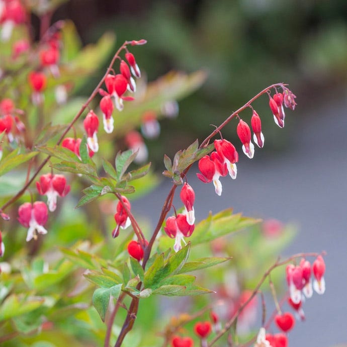 Valentine® Bleeding Heart