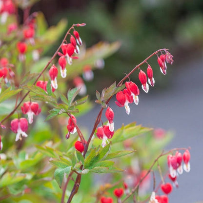 Valentine® Bleeding Heart