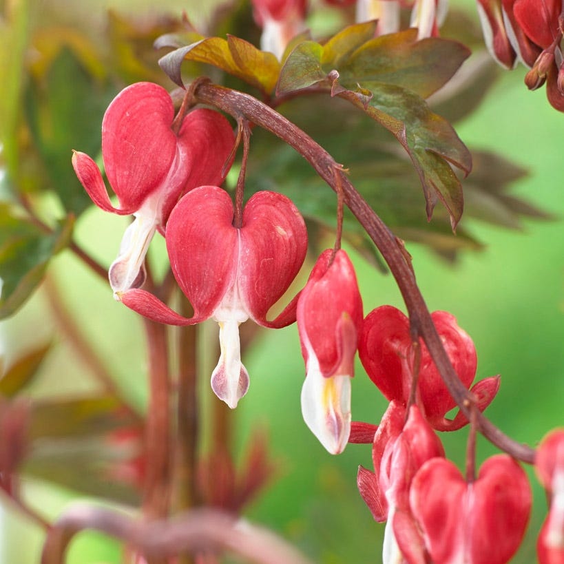 Valentine® Bleeding Heart