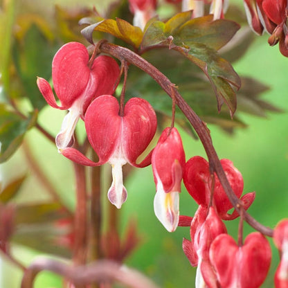 Valentine® Bleeding Heart