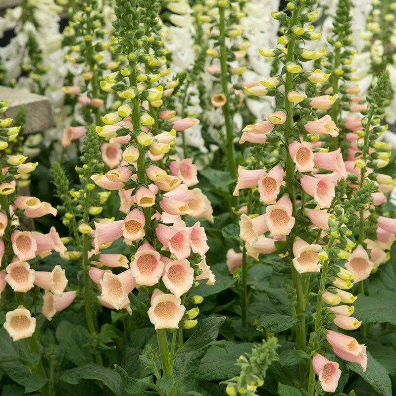 Apricot Beauty Foxglove