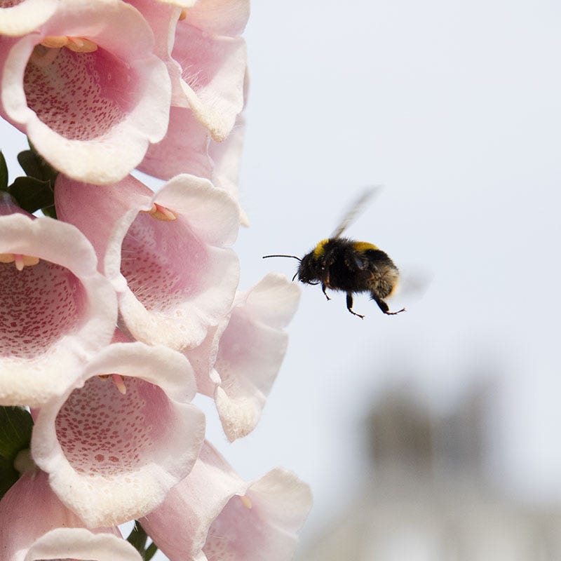 American Meadows Apricot Beauty Foxglove - Thumbnail 2