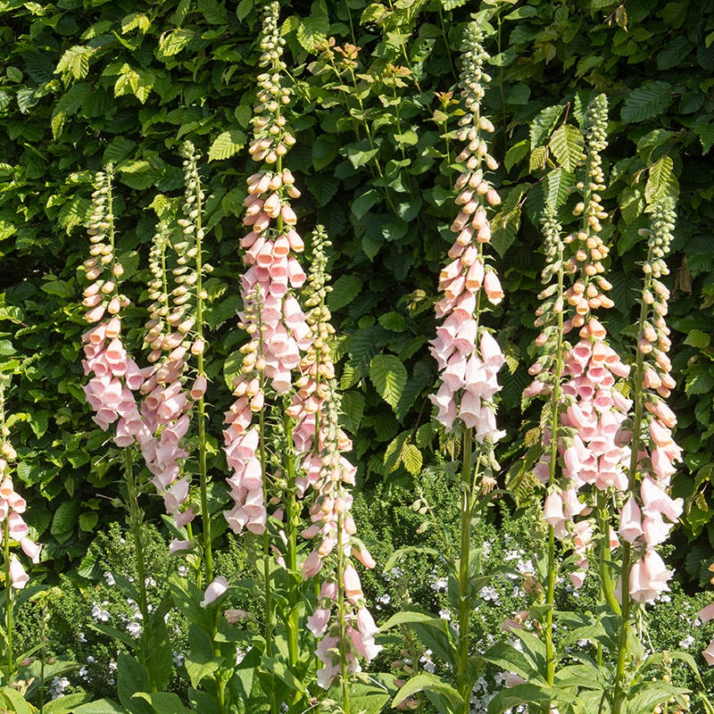 Apricot Foxglove