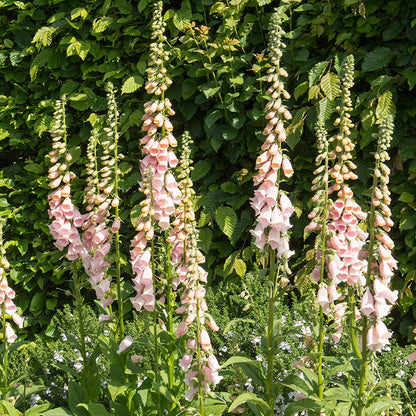Apricot Foxglove