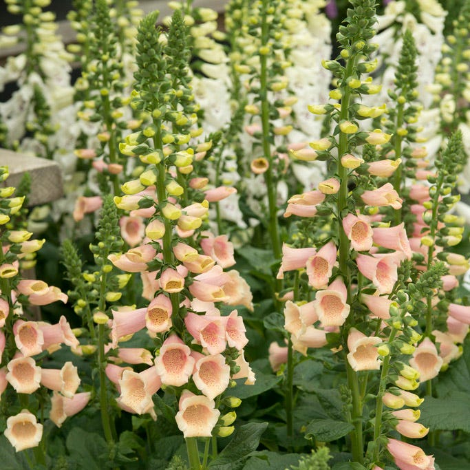American Meadows Apricot Beauty Foxglove - Thumbnail 3
