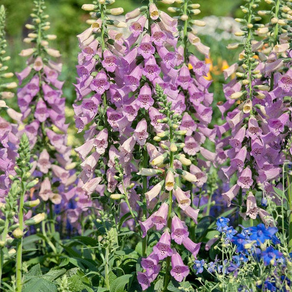 Camelot Lavender Foxglove