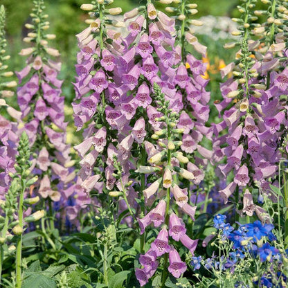 Camelot Lavender Foxglove