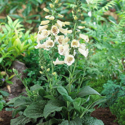 Camelot Cream Foxglove