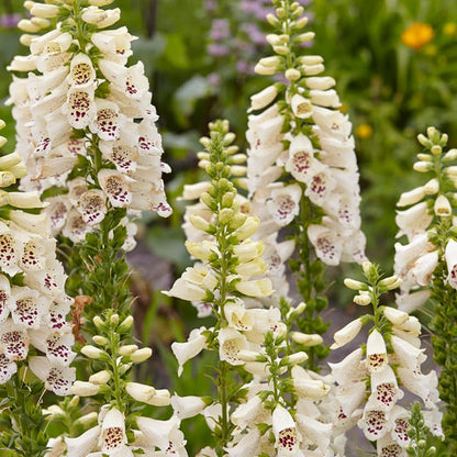 Camelot Cream Foxglove