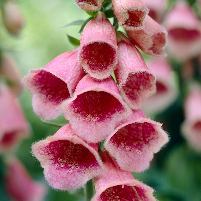 Merton Foxglove