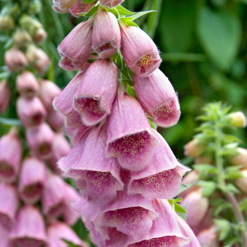 Farmhouse Pre-Planned Garden