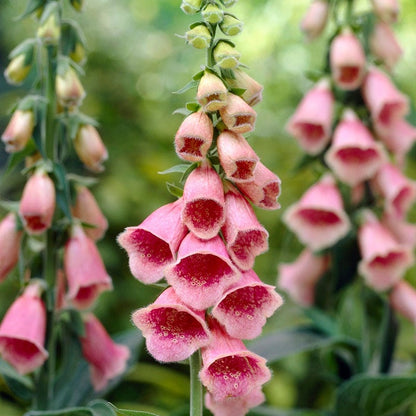 Merton Foxglove