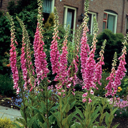 Merton Foxglove