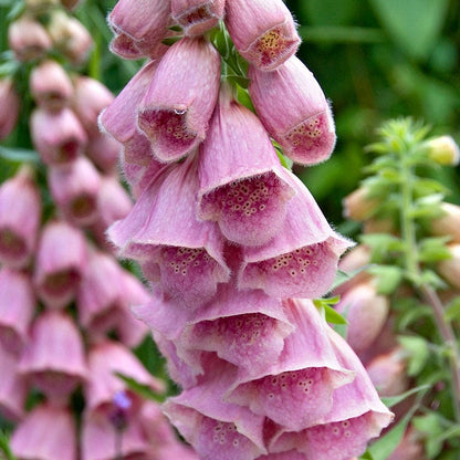 Merton Foxglove