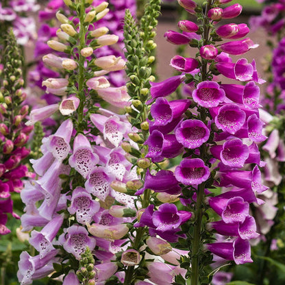 white fox flower seeds Foxglove Seeds | Purple