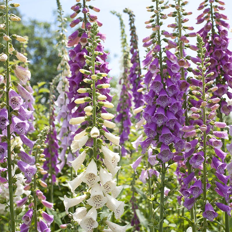 foxglove seed planting process day by day chart of pictures Foxglove Seeds