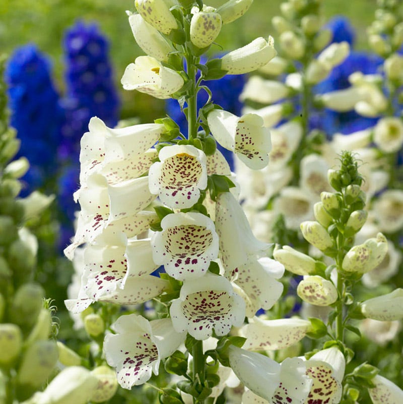 Camelot Cream Foxglove, Digitalis | American Meadows