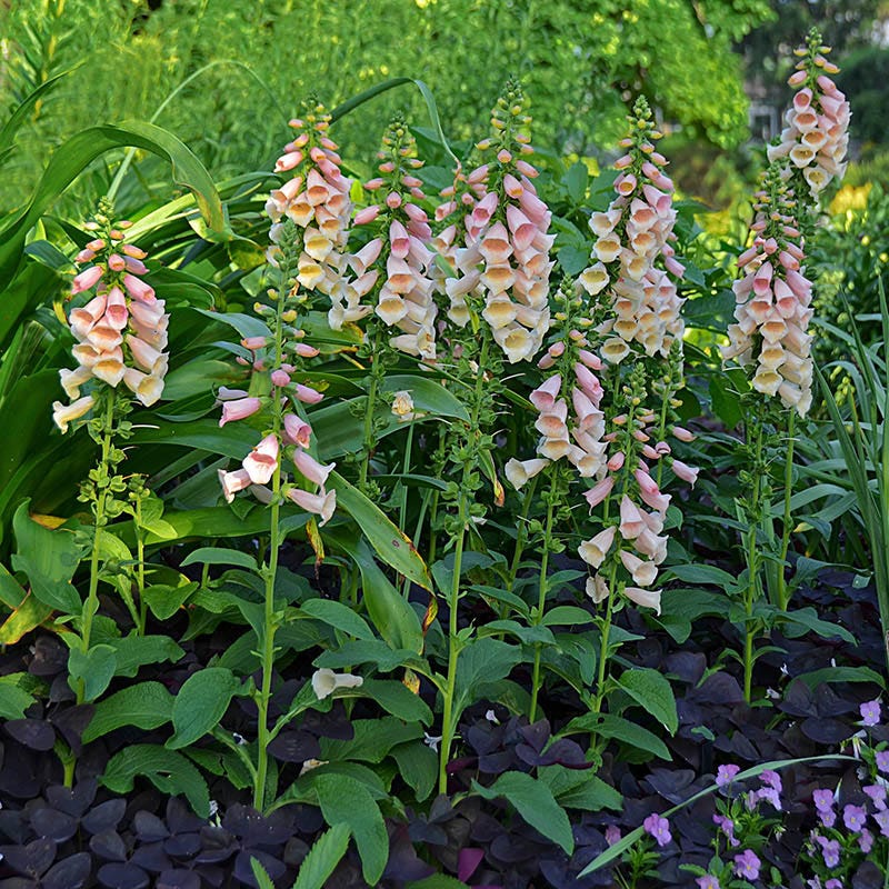 Dalmatian Peach Foxglove