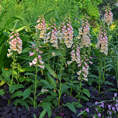 Dalmatian Peach Foxglove
