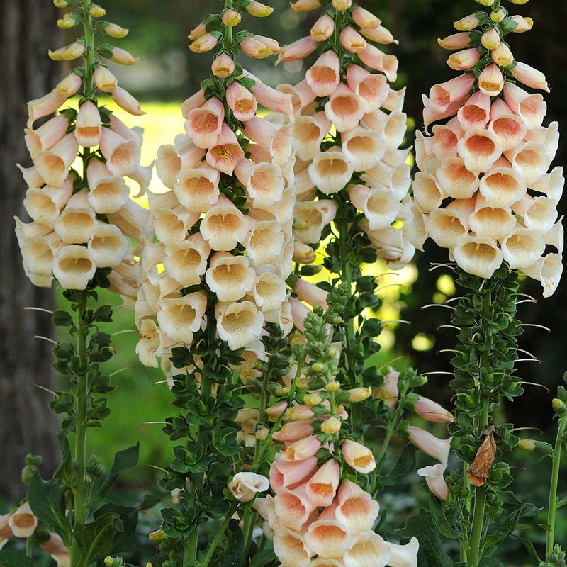 Foxglove Dalmation Peach - Thumbnail 2