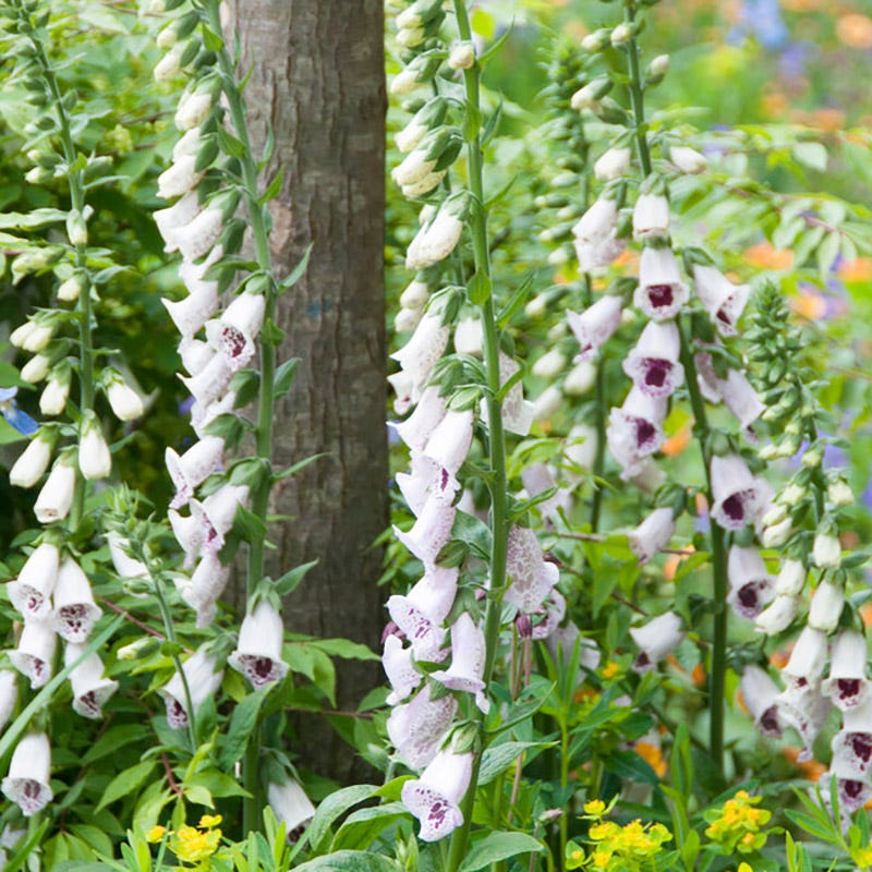 Pam's Choice Split Foxglove