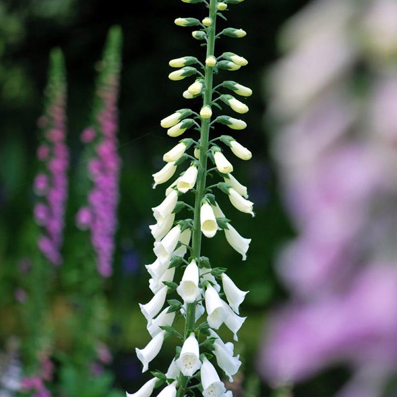 Snow Thimble Foxglove