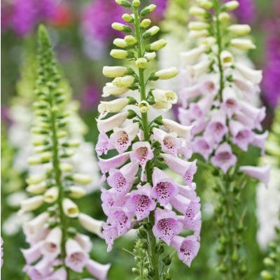 Camelot Lavender Foxglove