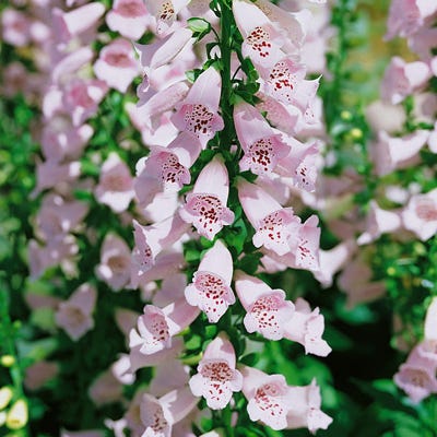 Camelot Lavender Foxglove