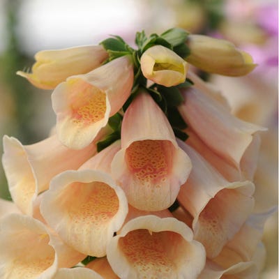 Foxglove Dalmation Peach
