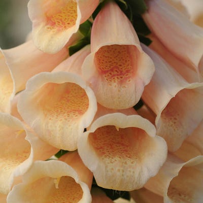 Foxglove Dalmation Peach