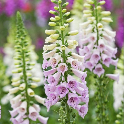 American Meadows Dalmation Rose Foxglove - Thumbnail 3