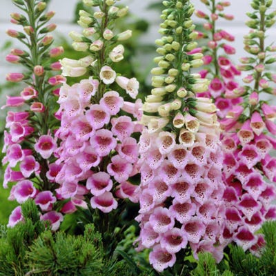 American Meadows Dalmation Rose Foxglove - Thumbnail 2