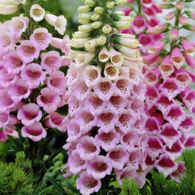 Dalmation Rose Foxglove