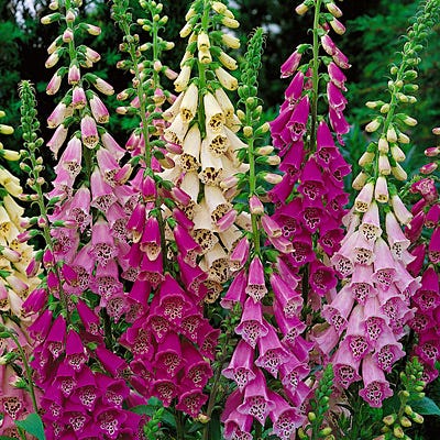 Foxy Hybrids Foxglove Mix