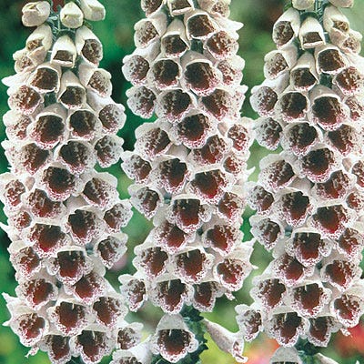 Foxglove Pam's Choice