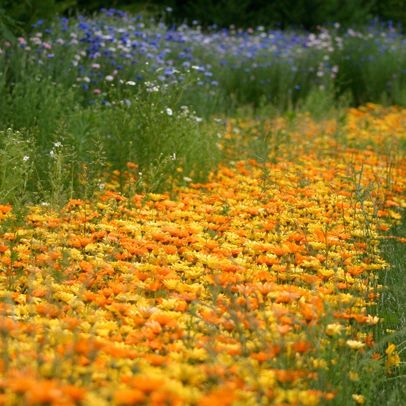 african daisy flower seeds African Daisy Seeds | Orange/Yellow